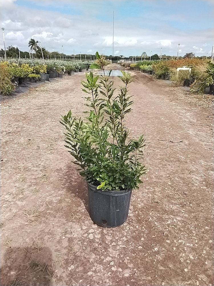 myrica-cerifera-southern-wax-myrtle-southern-bayberry-morella-cerifera