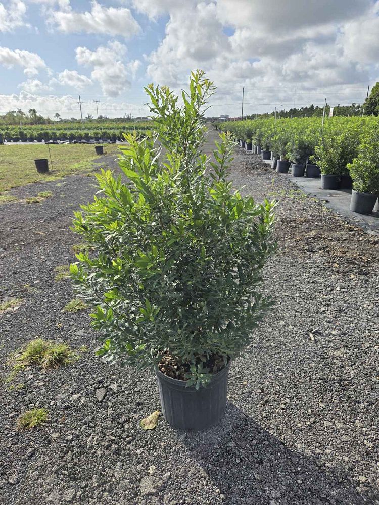 myrica-cerifera-southern-wax-myrtle-southern-bayberry-morella-cerifera