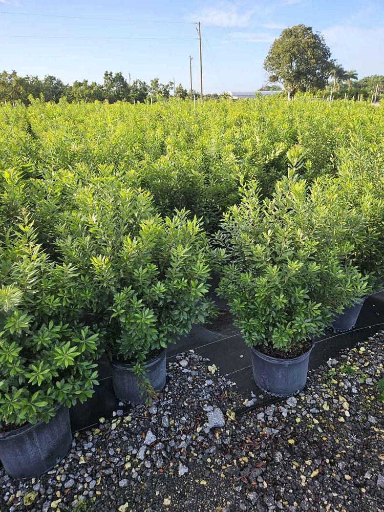 myrica-cerifera-southern-wax-myrtle-southern-bayberry-morella-cerifera