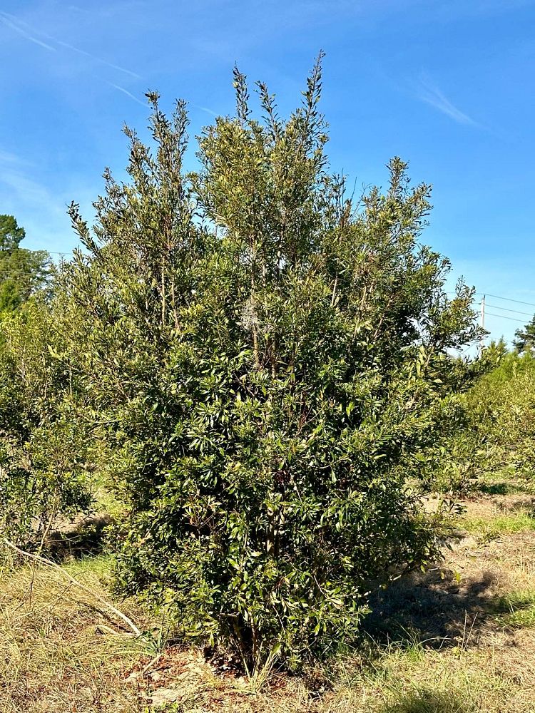 myrica-cerifera-southern-wax-myrtle-southern-bayberry-morella-cerifera