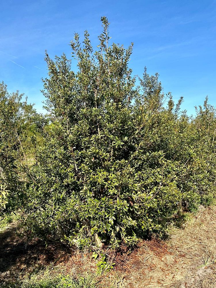 myrica-cerifera-southern-wax-myrtle-southern-bayberry-morella-cerifera