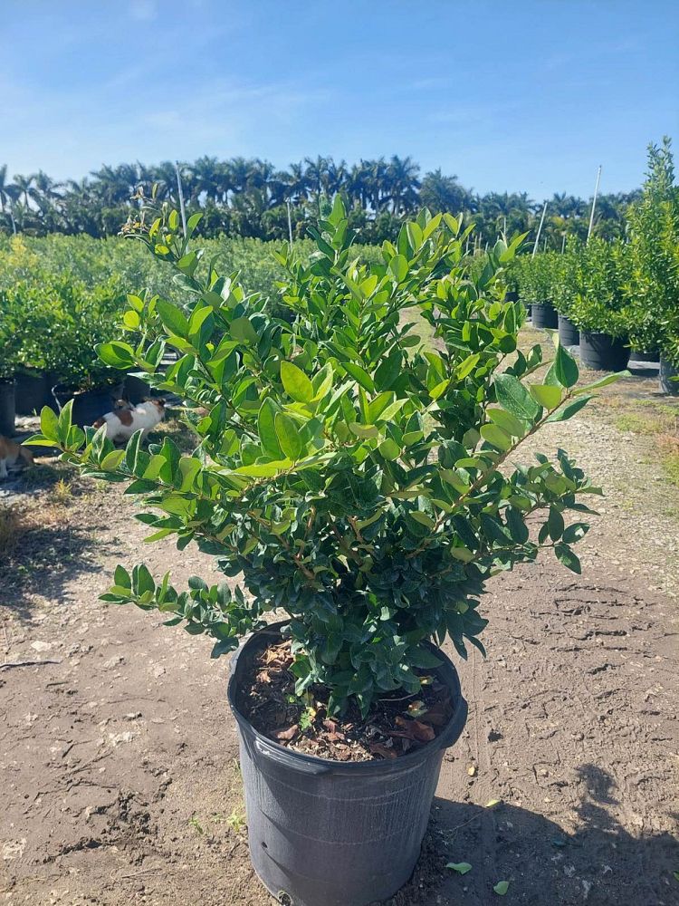 myrica-cerifera-southern-wax-myrtle-southern-bayberry-morella-cerifera