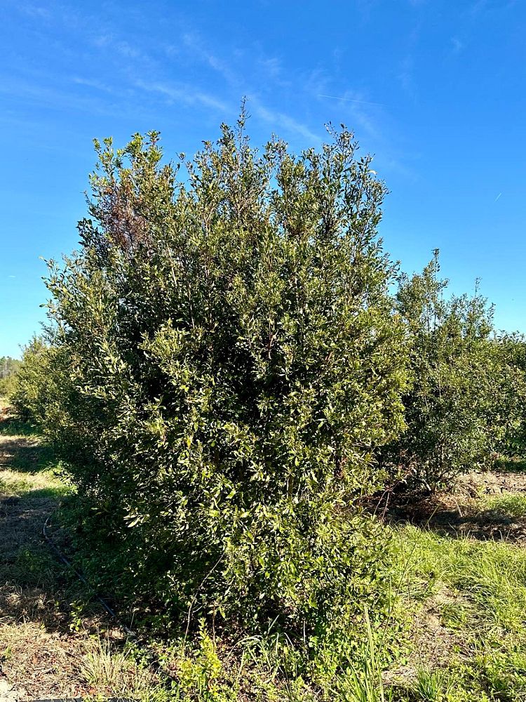 myrica-cerifera-southern-wax-myrtle-southern-bayberry-morella-cerifera