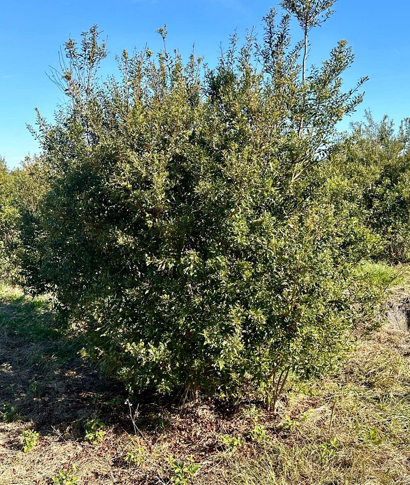 myrica-cerifera-southern-wax-myrtle-southern-bayberry-morella-cerifera