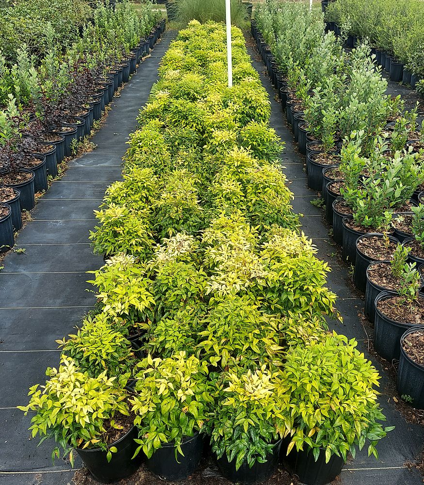 nandina-domestica-firepower-heavenly-bamboo