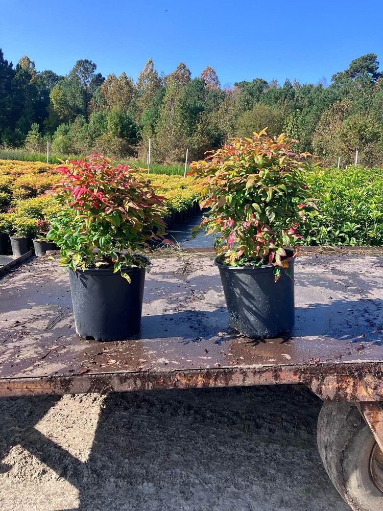 nandina-domestica-firepower-heavenly-bamboo