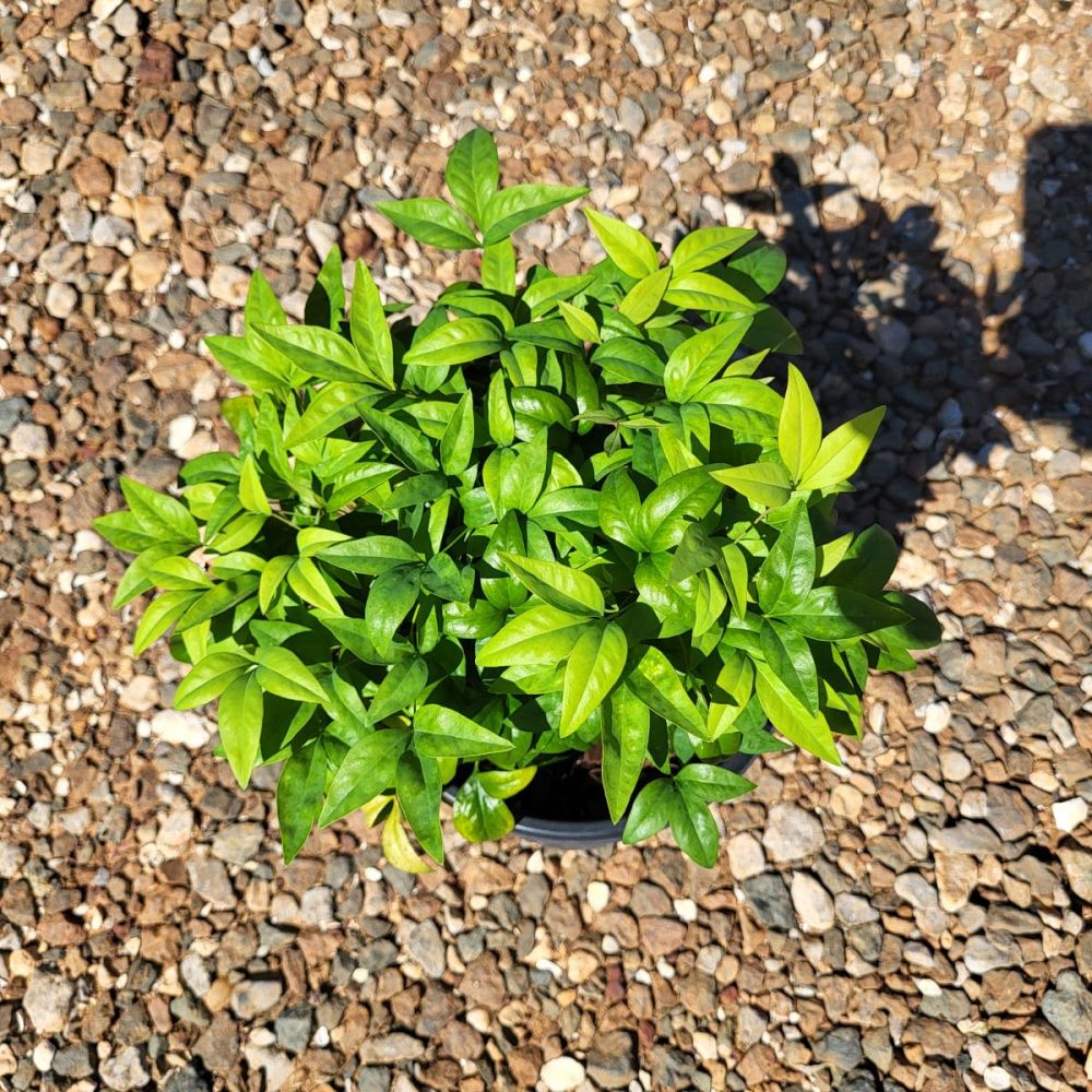 nandina-domestica-firepower-heavenly-bamboo