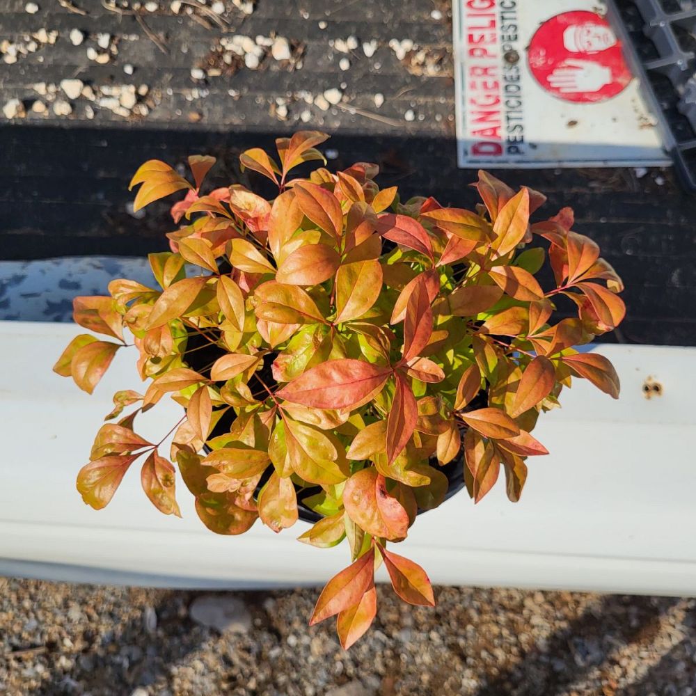 nandina-domestica-firepower-heavenly-bamboo