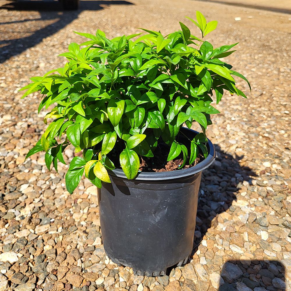 nandina-domestica-firepower-heavenly-bamboo