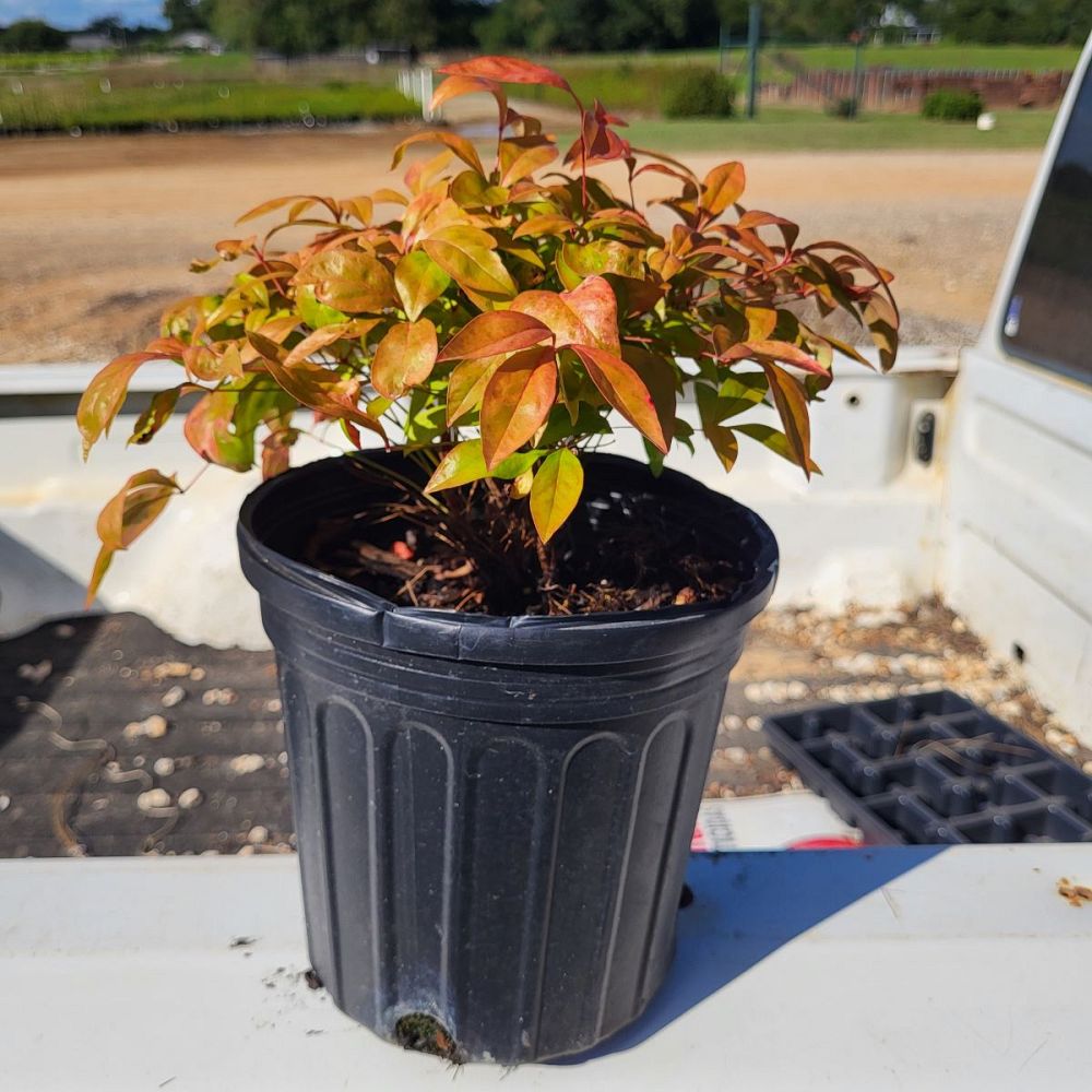 nandina-domestica-firepower-heavenly-bamboo