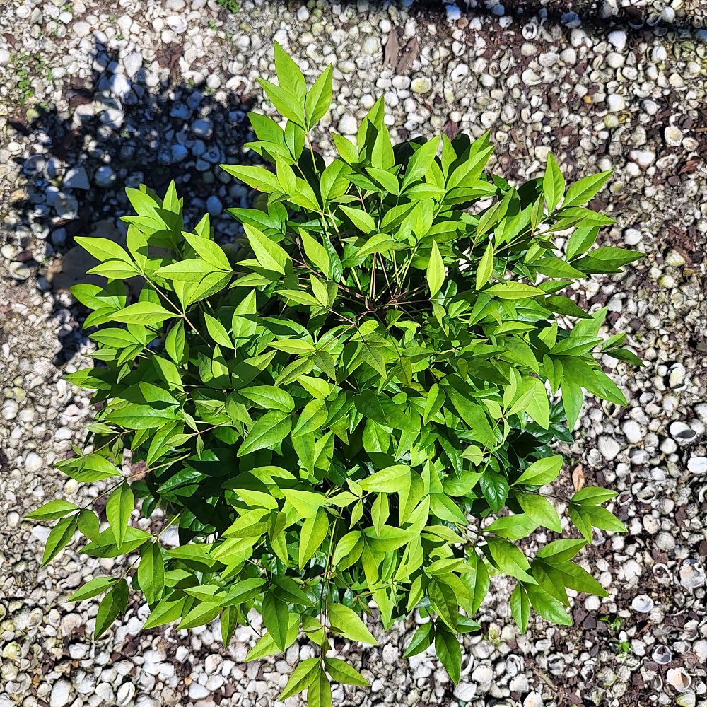 nandina-domestica-firepower-heavenly-bamboo