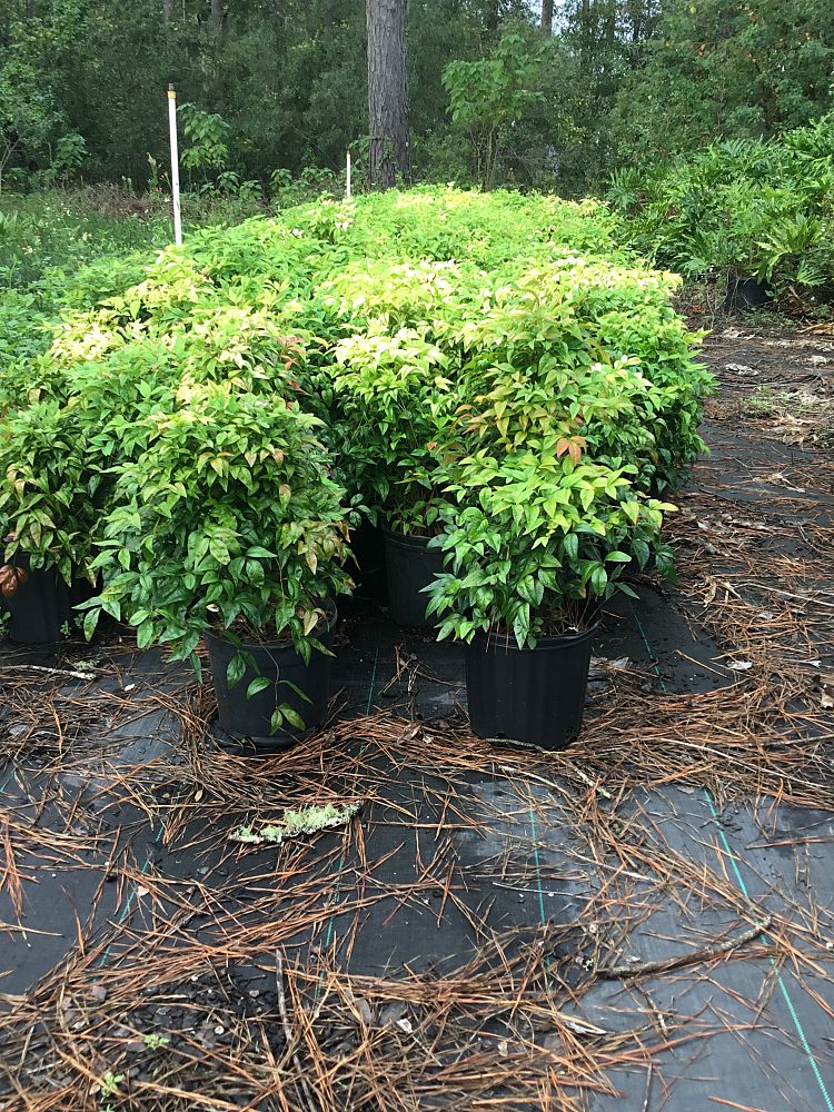 nandina-domestica-firepower-heavenly-bamboo