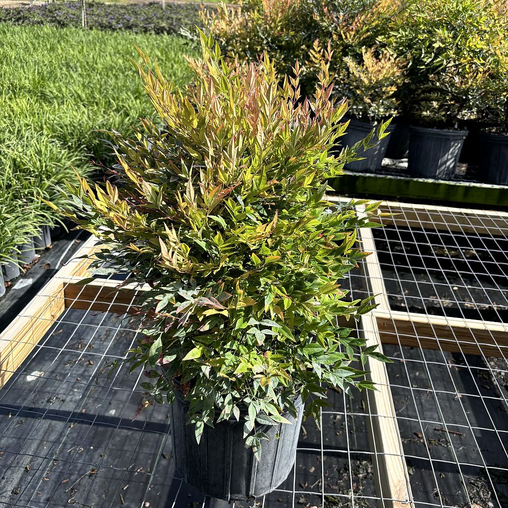 nandina-domestica-gulfstream-heavenly-bamboo-gulftide