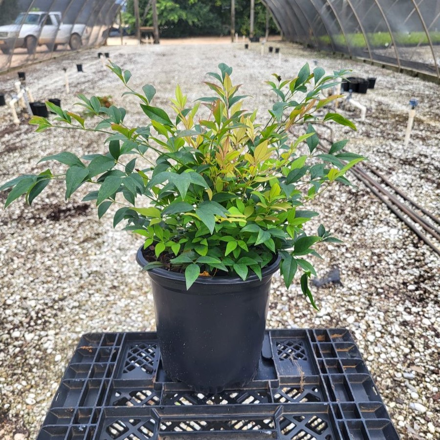 nandina-domestica-gulfstream-heavenly-bamboo-gulftide