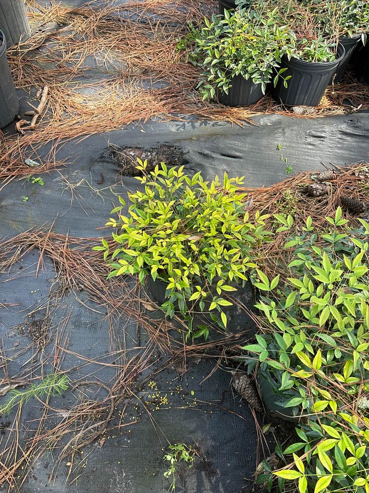 nandina-domestica-harbour-dwarf-heavenly-bamboo