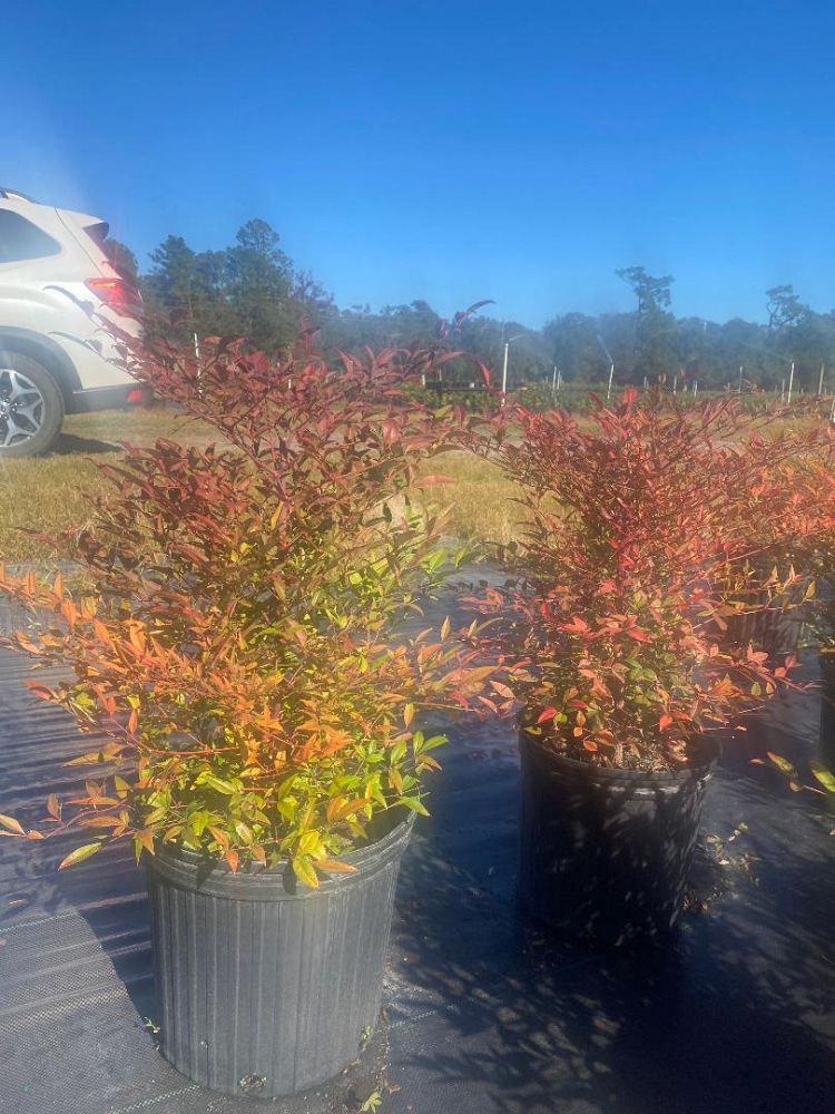 nandina-domestica-heavenly-bamboo