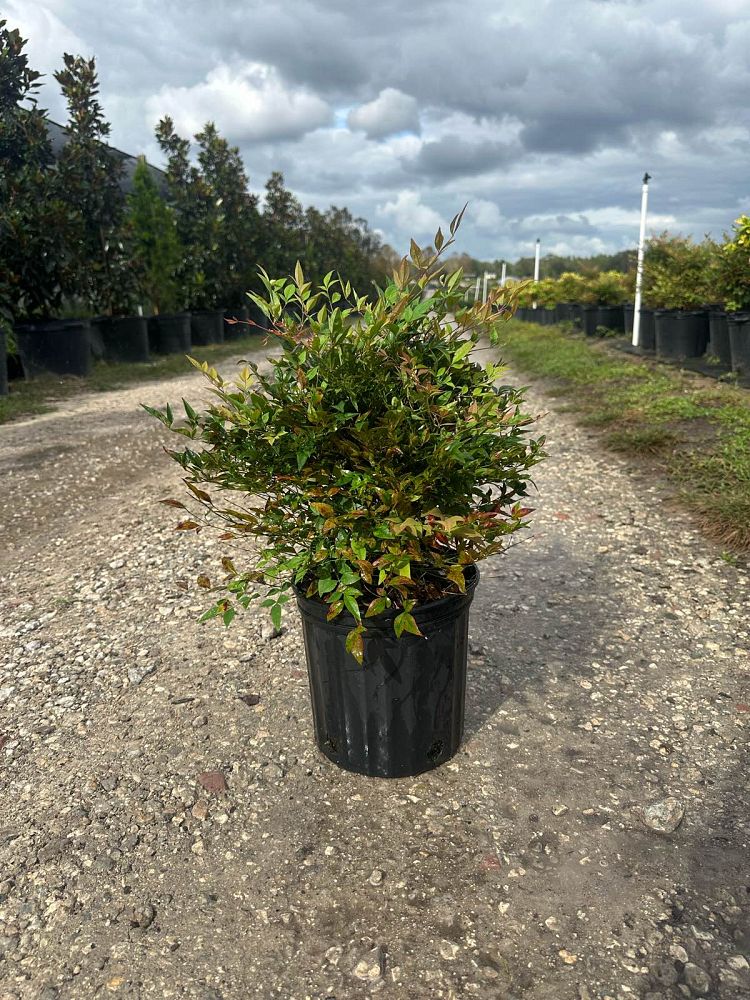 nandina-domestica-heavenly-bamboo