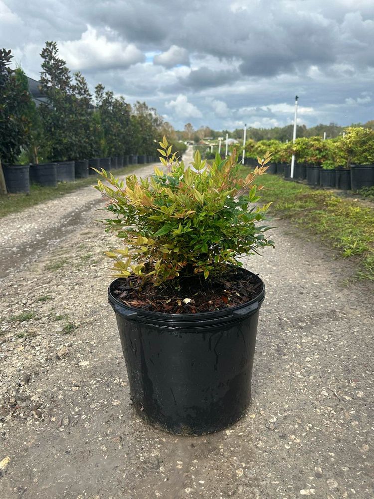 nandina-domestica-heavenly-bamboo