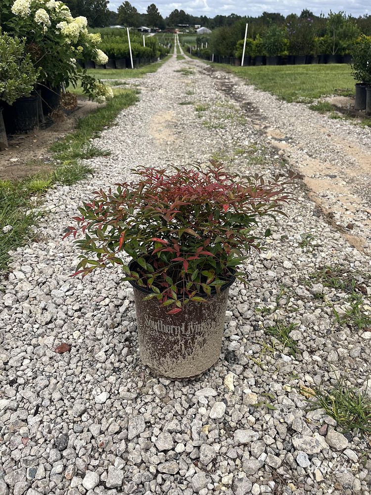 nandina-domestica-murasaki-flirt-trade-nandina