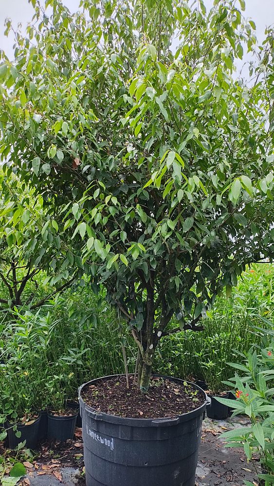 nectandra-coriacea-lancewood