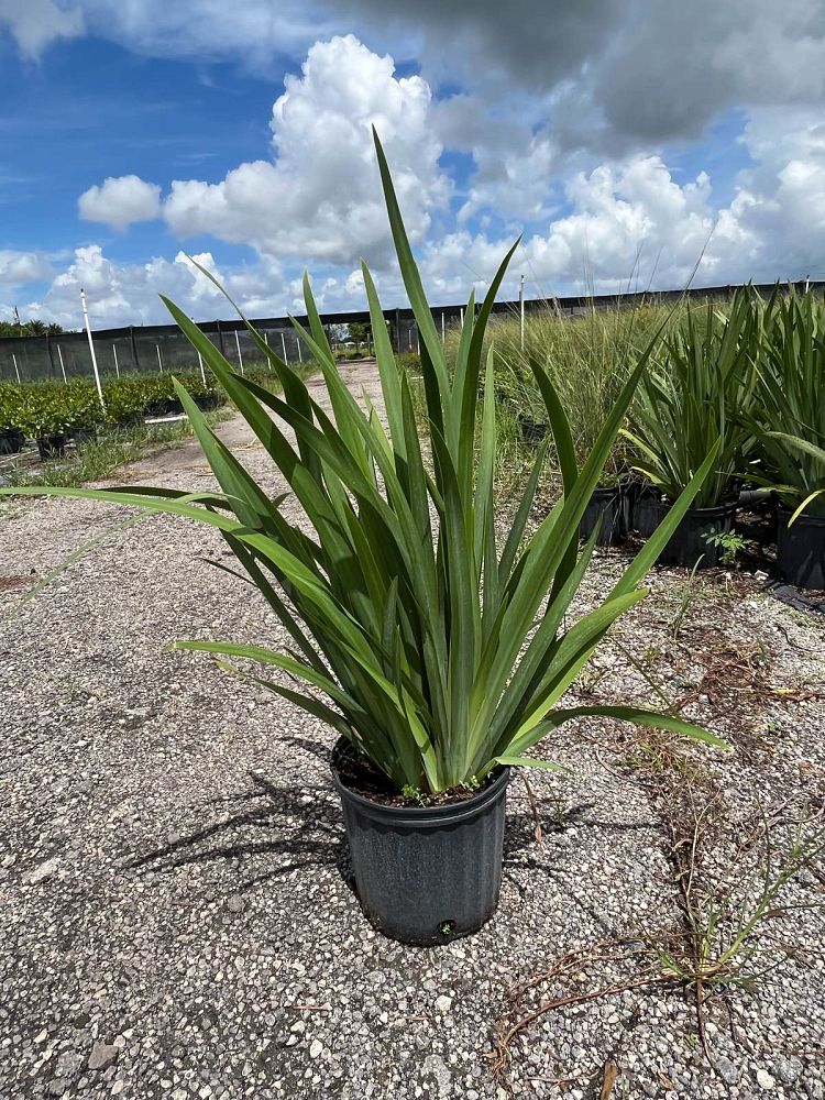 neomarica-caerulea-regina-regina-iris-giant-apostle-s-iris