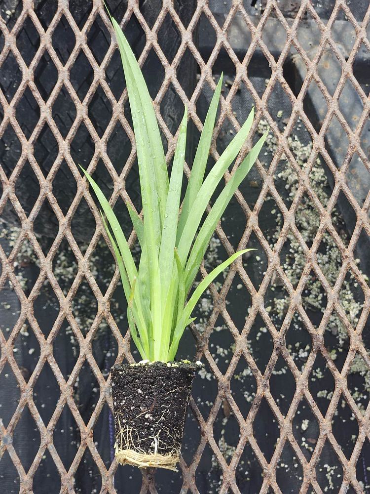 neomarica-gracilis-apostle-s-iris-walking-iris-white