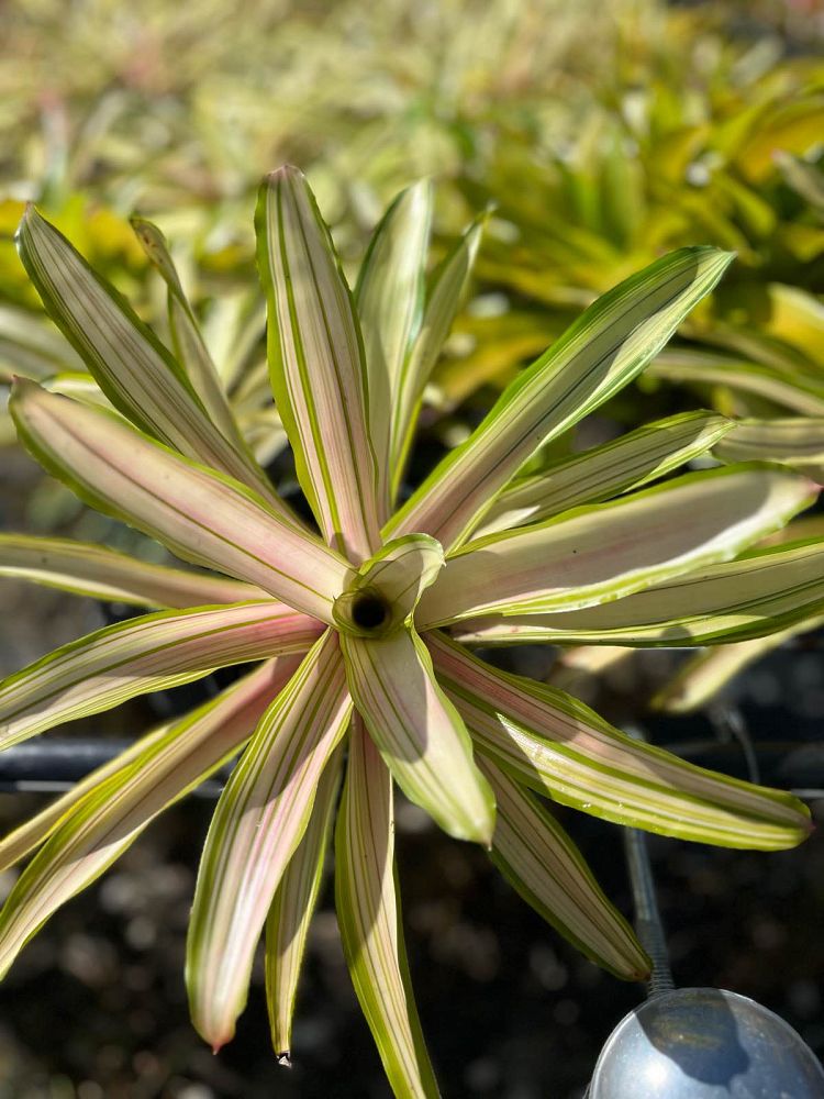 neoregelia-ardie-bromeliad