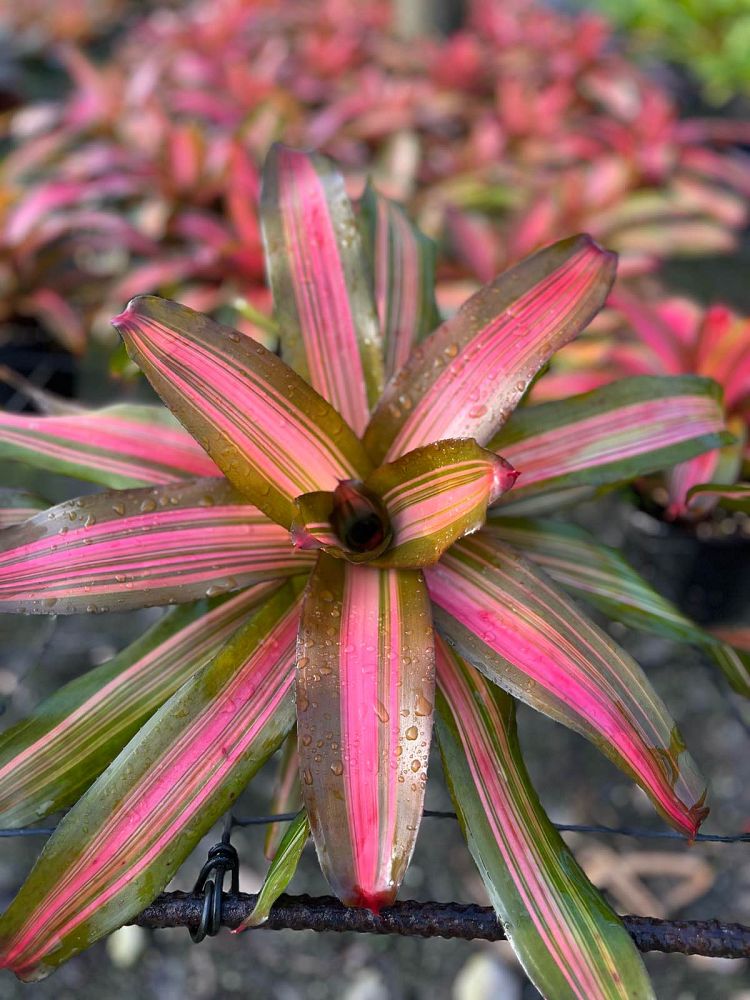 neoregelia-assorted-bromeliad