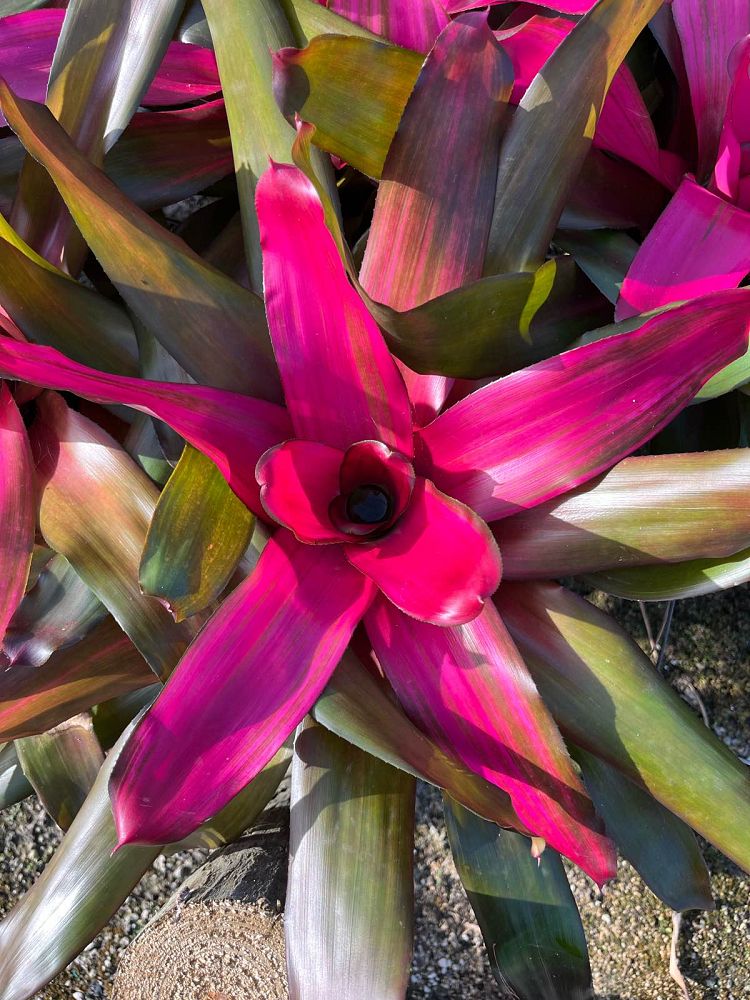 neoregelia-assorted-bromeliad