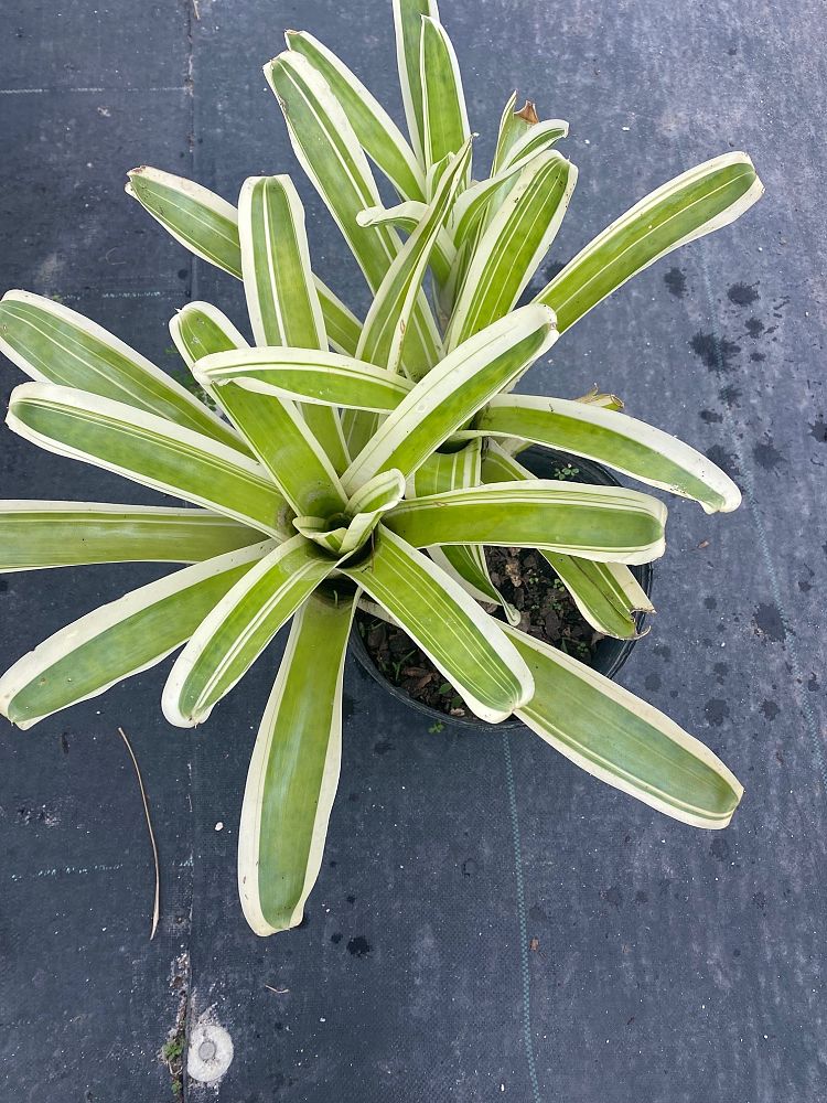 neoregelia-bossa-nova-bromeliad