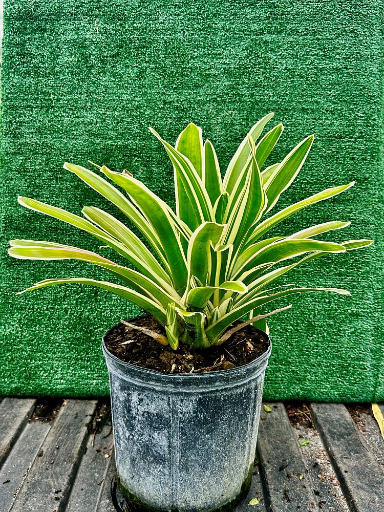 neoregelia-bossa-nova-bromeliad