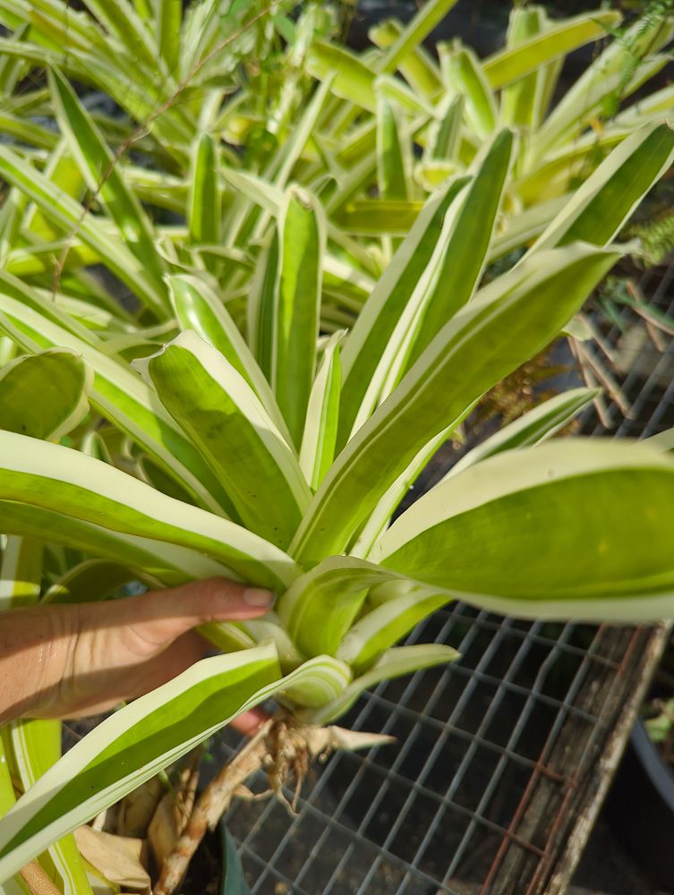 neoregelia-bossa-nova-bromeliad