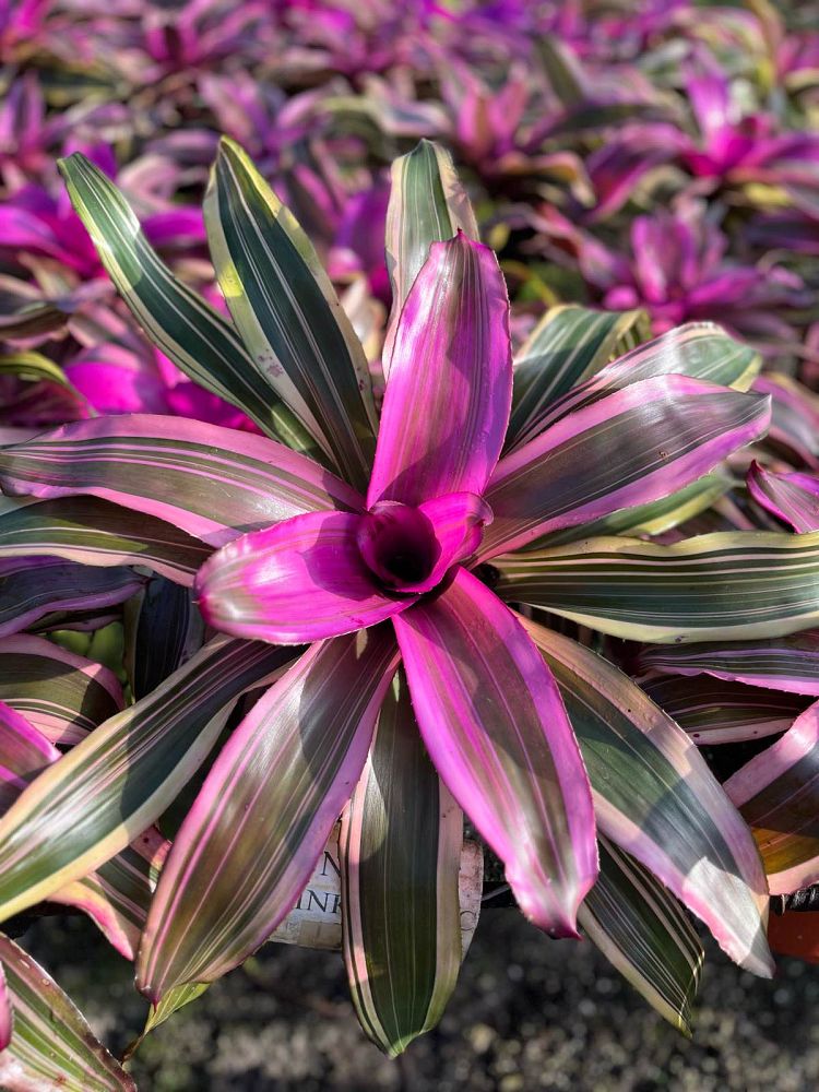 neoregelia-bromeliad