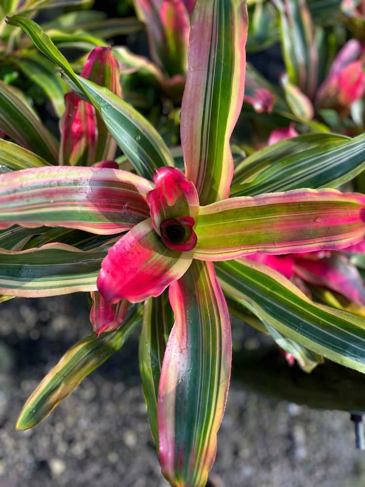 neoregelia-bromeliad