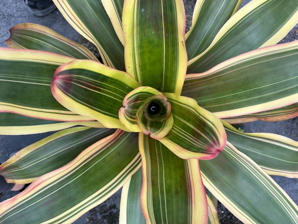 neoregelia-bromeliad