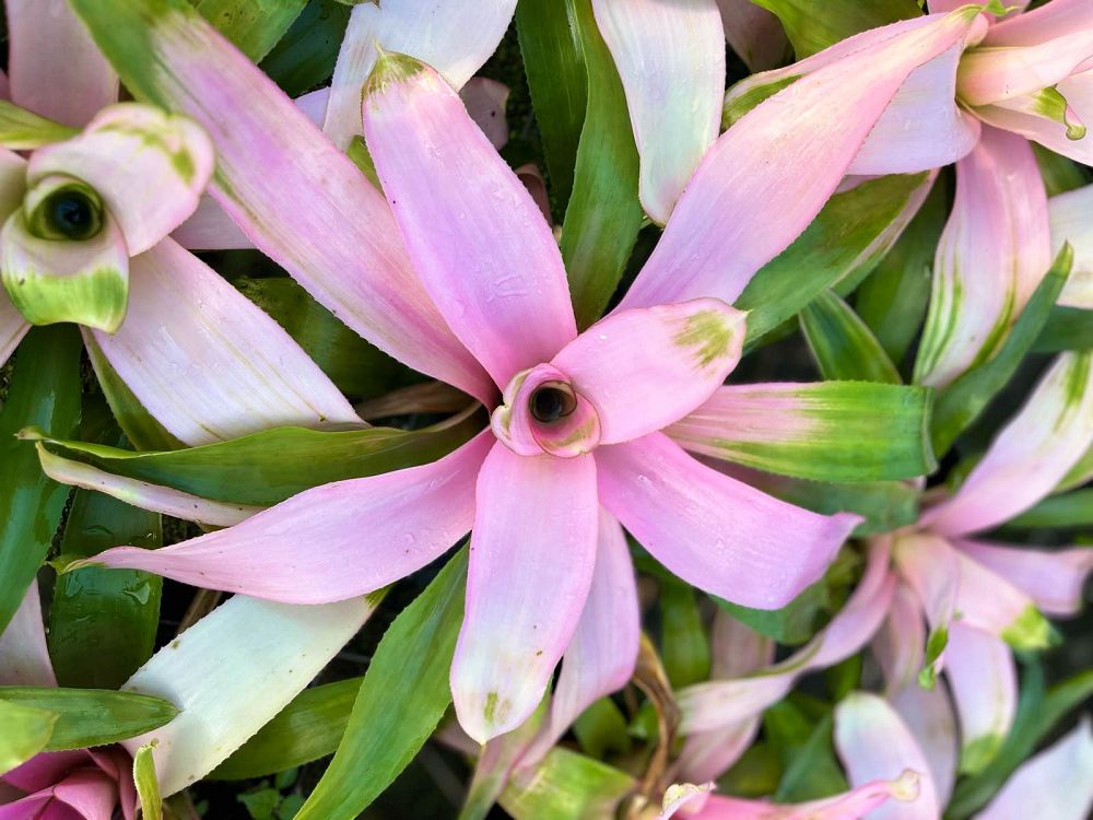 neoregelia-cotton-candy-bromeliad