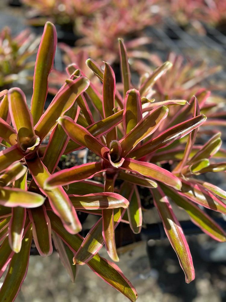 neoregelia-donger-bromeliad