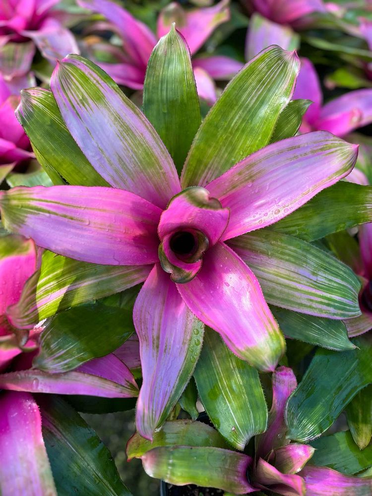 neoregelia-donna-bromeliad