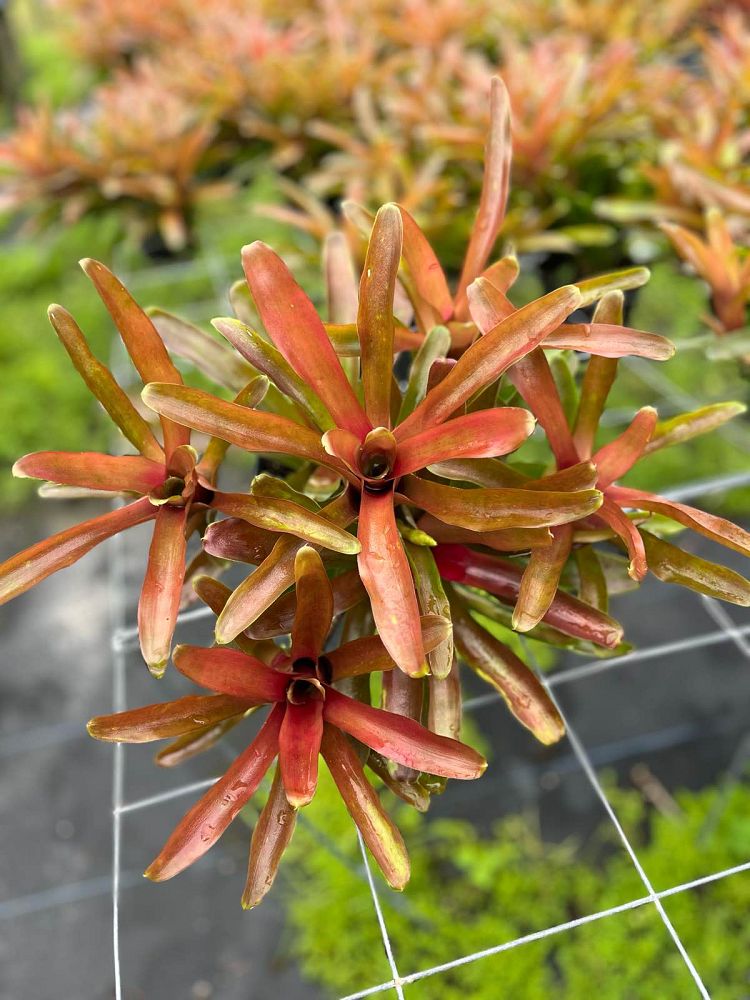 neoregelia-fireball-bromeliad