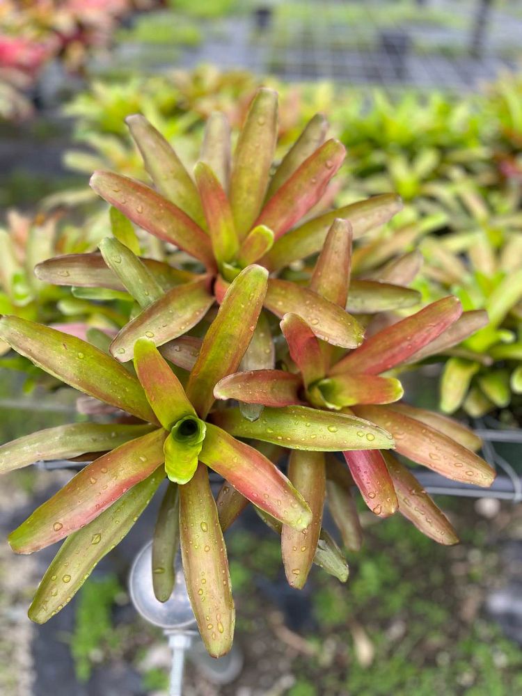 neoregelia-fireball-bromeliad