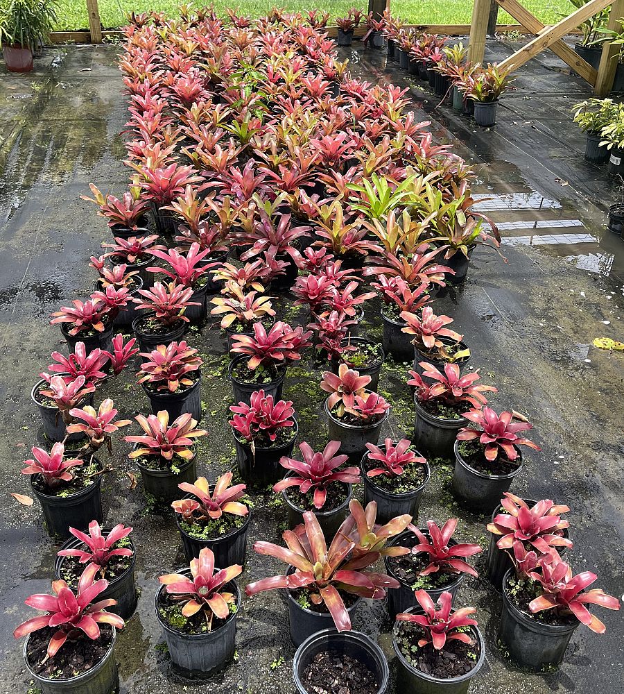 neoregelia-fireball-bromeliad