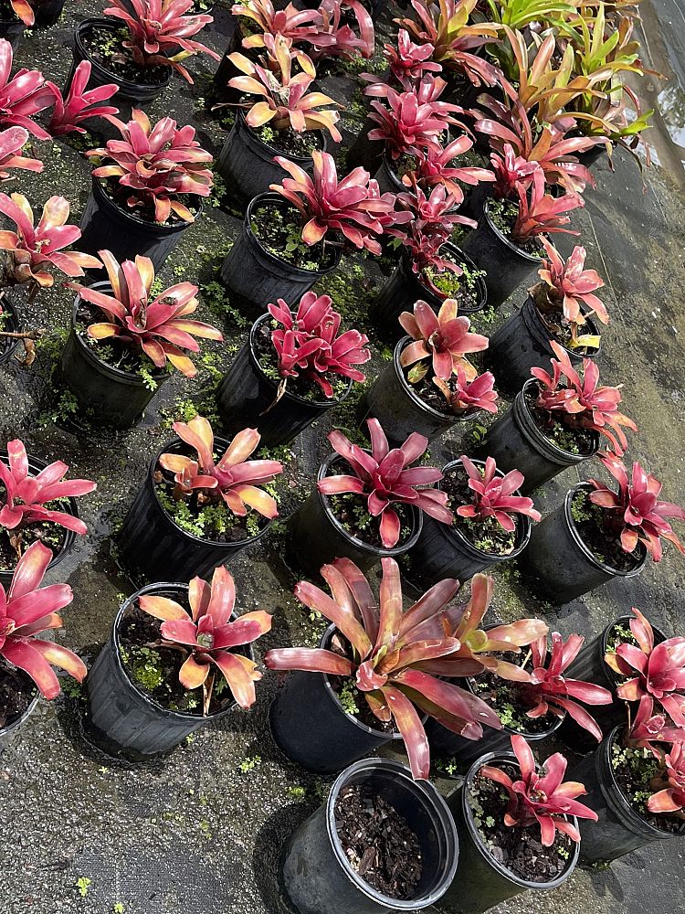 neoregelia-fireball-bromeliad