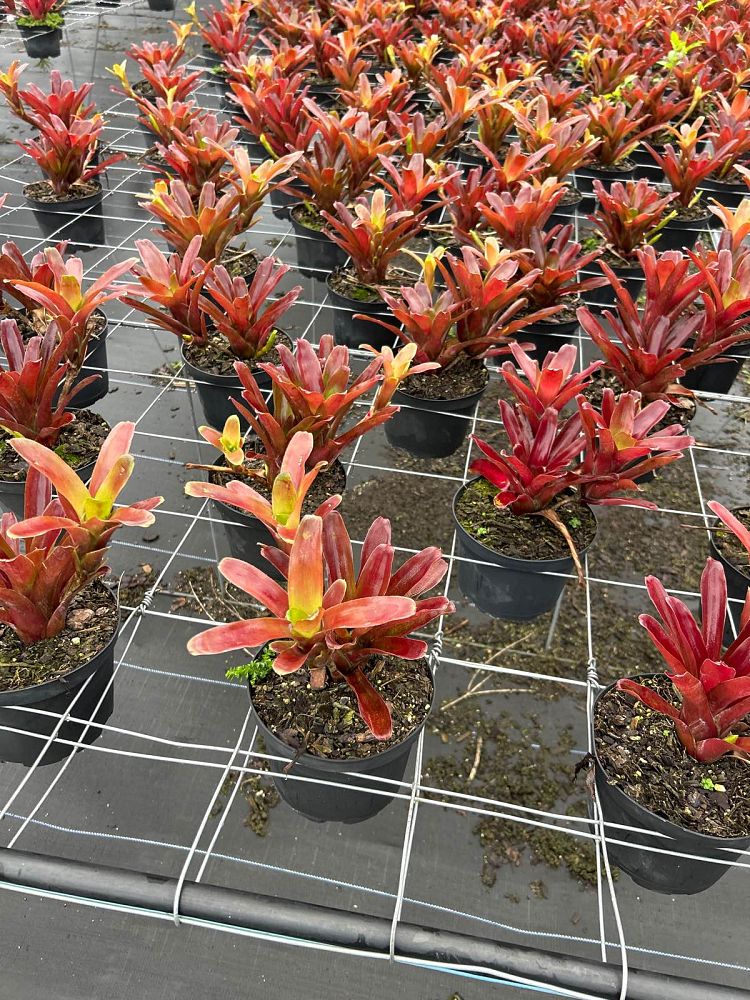 neoregelia-fireball-bromeliad