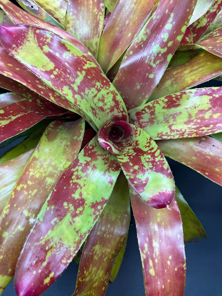 neoregelia-gazpacho-bromeliad