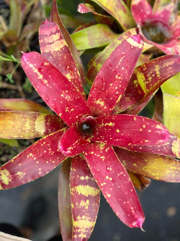 neoregelia-gazpacho-bromeliad