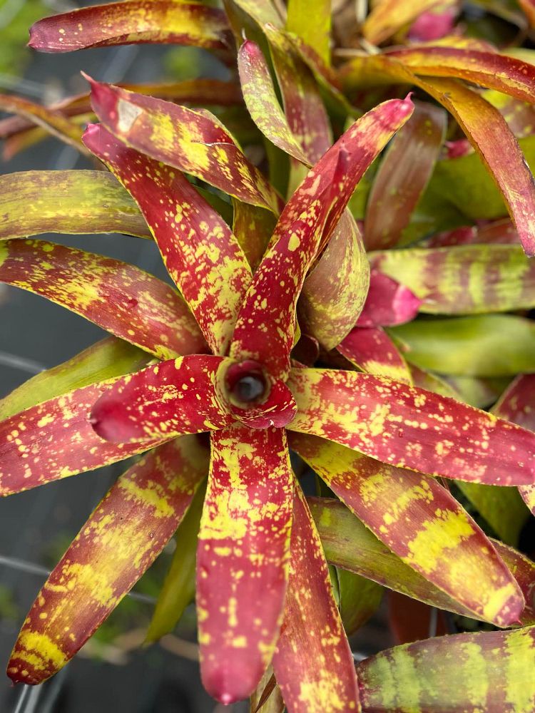 neoregelia-gazpacho-bromeliad