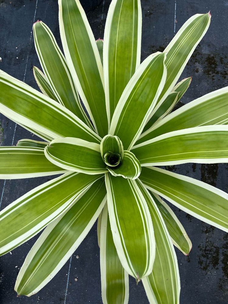 neoregelia-jeffery-block-bromeliad