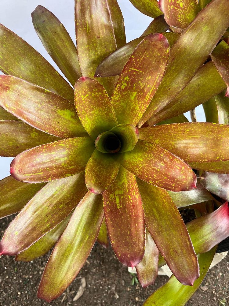 neoregelia-jill-bromeliad