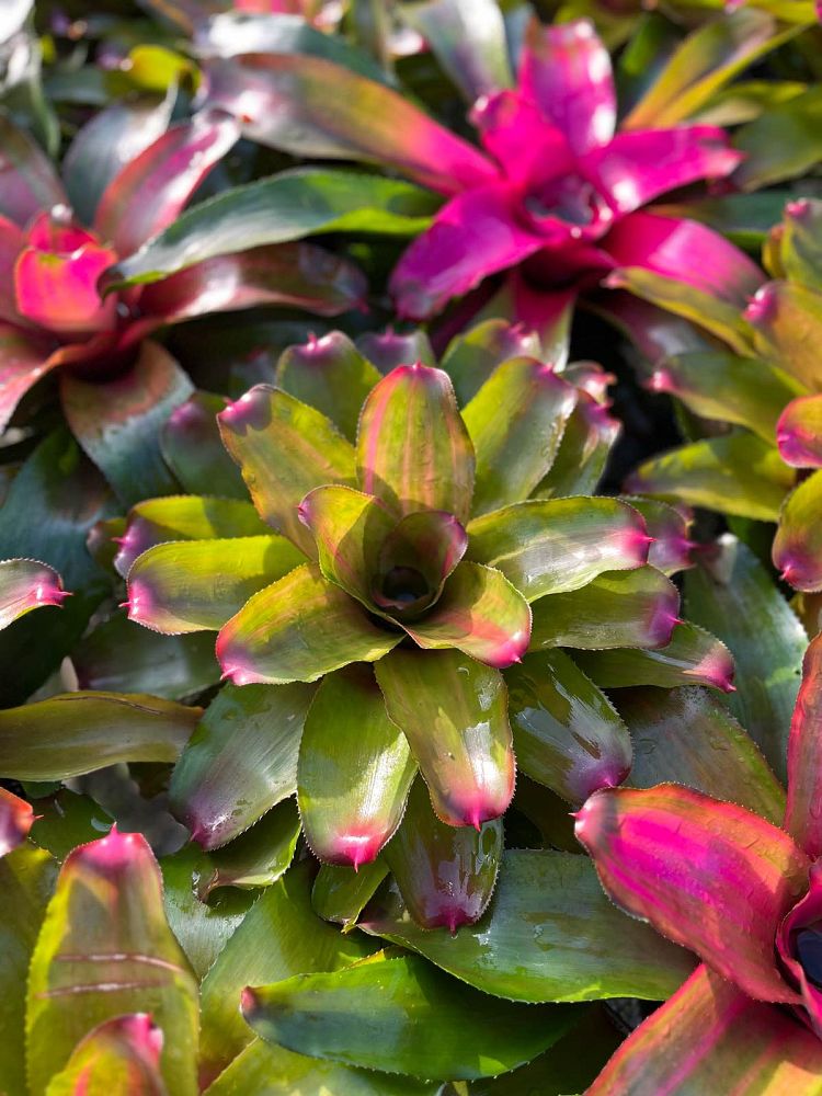 neoregelia-lila-bromeliad