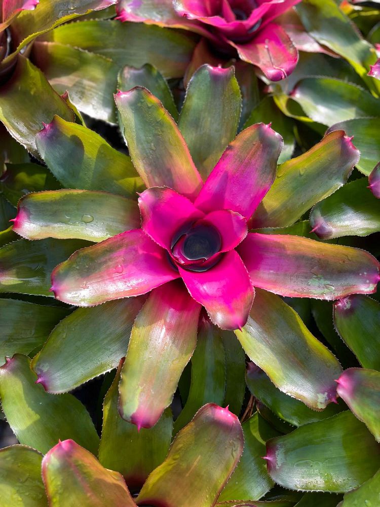 neoregelia-lila-bromeliad